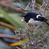 Tomtit | Miromiro. Adult male South Island tomtit eating Coprosma propinqua fruit. Bealey Spur track, Arthur's Pass, June 2023. Image &copy; Ben Ackerley by Ben Ackerley