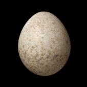 Tomtit | Miromiro. North Island tomtit egg 18.3 x 15.0 mm (NMNZ OR.007276). . Image &copy; Te Papa by Jean-Claude Stahl