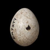 Tomtit | Miromiro. South Island tomtit egg 18.8 x 14.7 mm (NMNZ OR.007277). . Image &copy; Te Papa by Jean-Claude Stahl