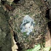 Tomtit | Miromiro. Chatham Island tomtit nest with 3 eggs. Rangatira Island, Chatham Islands. Image &copy; Department of Conservation (image ref: 10047922) by Allan Munn, Department of Conservation Courtesy of Department of Conservation