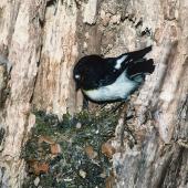 Tomtit. Adult male South Island tomtit at nest. Craigieburn, Canterbury, October 1989. Image &copy; Peter Reese by Peter Reese