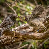 North Island robin | Toutouwai. Adult female feeding fledged young. Tiritiri Matangi Island, January 2016. Image &copy; Martin Sanders by Martin Sanders http://martinsanders.smugmug.com/
