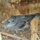 North Island robin. Adult female on nest (with 2 chicks). Tawharanui Regional Park, October 2015. Image &copy; Oscar Thomas by Oscar Thomas https://www.flickr.com/photos/kokakola11/