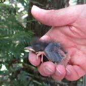 North Island robin | Toutouwai. 8 day old chick in hand. Tawharanui Regional Park, October 2015. Image &copy; Oscar Thomas by Oscar Thomas https://www.flickr.com/photos/kokakola11/