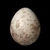 North Island robin. Egg 22.4 x 17.9 mm (NMNZ OR.027172, collected by Raewyn Empson). Karori Sanctuary / Zealandia, October 2002. Image &copy; Te Papa by Jean-Claude Stahl