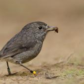 North Island robin. Colour-banded adult with beetle (either scarab or darkling beetle). Tawharanui, May 2014. Image &copy; Bartek Wypych by Bartek Wypych