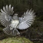 South Island robin. Adult female just taking flight. Routeburn Flats, Mt Aspiring National Park, January 2016. Image &copy; Ron Enzler by Ron Enzler http://www.therouteburntrack.com