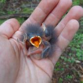 South Island robin | Kakaruai. Stewart Island robin chicks (approx. five days old). Ulva Island, December 2012. Image &copy; Leon Berard by Leon Berard