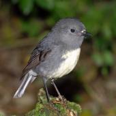 South Island robin. Adult male. Kowhai Bush,  Kaikoura, June 2008. Image &copy; Peter Reese by Peter Reese