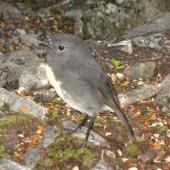 South Island robin. Adult among grey rocks. Arthur's Pass, April 2012. Image &copy; James Mortimer by James Mortimer