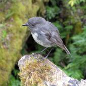 South Island robin. Adult. Eglinton Valley, January 2010. Image &copy; James Mortimer by James Mortimer