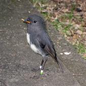 South Island robin. Adult with food item. Eglinton Valley, October 2009. Image &copy; James Mortimer by James Mortimer