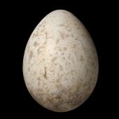 South Island robin | Kakaruai. Egg 25.5 x 18.9 mm (NMNZ OR.016579, collected by Douglas Flack). Kowhai Bush,  Kaikoura, December 1971. Image &copy; Te Papa by Jean-Claude Stahl