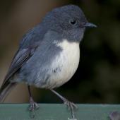 South Island robin. Adult perched on a sign. Kaikoura hills, August 2011. Image &copy; Philip Griffin by Philip Griffin
