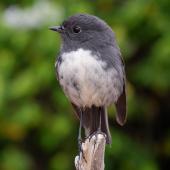 South Island robin | Kakaruai. Adult (Stewart Island subspecies). Ulva Island, Stewart Island, December 2022. Image &copy; Ben Ackerley by Ben Ackerley