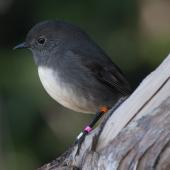South Island robin. Stewart Island adult. Ulva Island, April 2011. Image &copy; Philip Griffin by Philip Griffin