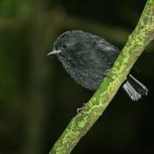 Black robin | Karure. Juvenile. Rangatira Island, February 2010. Image &copy; David Boyle by David Boyle