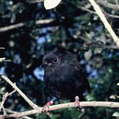 Black robin. Adult "Adrienne". Mangere Island, Chatham Islands, January 1988. Image &copy; Alan Tennyson by Alan Tennyson