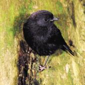Black robin. Juvenile. Rangatira Island, Chatham Islands, February 2004. Image &copy; Department of Conservation by Don Merton Courtesy of Department of Conservation