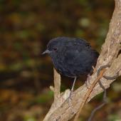 Black robin. Adult. Rangatira Island, February 2009. Image &copy; Graeme Taylor by Graeme Taylor