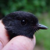 Black robin | Karure. Close up of adult head and bill, natural light. Rangatira Island, February 2009. Image &copy; Graeme Taylor by Graeme Taylor