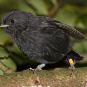 Black robin | Karure. Adult. Rangatira Island, Chatham Islands. Image &copy; Art Polkanov by Art Polkanov