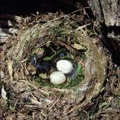 Black robin. Nest with 2 eggs. Mangere Island, Chatham Islands. Image &copy; Department of Conservation (image ref: 10047925) by Rod Morris, Department of Conservation Courtesy of Department of Conservation