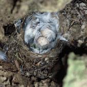 Black robin | Karure. Nest with 2 eggs concealed in Chatham Island akeake stump. Little Mangere Island, Chatham Islands, December 1975. Image &copy; Department of Conservation (image ref: 10045548) by Rod Morris, Department of Conservation Courtesy of Department of Conservation