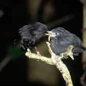 Black robin. Adult (left) feeding fledgling. Rangatira Island, Chatham Islands, January 2000. Image &copy; Department of Conservation (image ref: 10046868) by Don Merton, Department of Conservation Courtesy of Department of Conservation