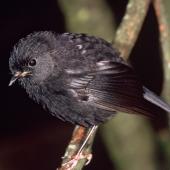 Black robin | Karure. Juvenile. Rangatira Island, Chatham Islands, February 2004. Image &copy; Department of Conservation (image ref: 10054746) by Don Merton, Department of Conservation Courtesy of Department of Conservation