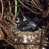 Black robin | Karure. Chicks nearly ready to fledge. Rangatira Island, Chatham Islands, February 2004. Image &copy; Department of Conservation (image ref: 10054751) by Don Merton, Department of Conservation Courtesy of Department of Conservation
