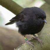 Black robin. Adult. Mangere Island, Chatham Islands, October 2020. Image &copy; James Russell by James Russell
