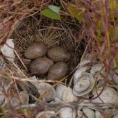 Eurasian skylark. Nest with 4 eggs. Miranda, November 2008. Image &copy; Peter Reese by Peter Reese