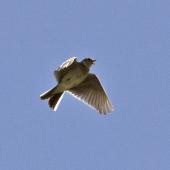 Eurasian skylark. Adult flying and singing. Nelson sewage ponds, September 2015. Image &copy; Rebecca Bowater by Rebecca Bowater FPSNZ AFIAP www.floraandfauna.co.nz