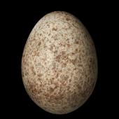 Eurasian skylark | Kairaka. Egg 22.5 x 16.6 mm (NMNZ OR.015292, collected by Frederich-Carl Kinsky). Whakaki, Wairoa, October 1952. Image &copy; Te Papa by Jean-Claude Stahl