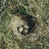 Eurasian skylark | Kairaka. Nest with 3 eggs. Birdlings Flat, Lake Ellesmere, October 1958. Image &copy; Department of Conservation (image ref: 10030616) by Peter Morrison, Department of Conservation Courtesy of Department of Conservation