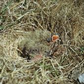 Eurasian skylark. Chicks in nest. Birdlings Flat, Lake Ellesmere, October 1957. Image &copy; Department of Conservation (image ref: 10036482) by Peter Morrison, Department of Conservation Courtesy of Department of Conservation
