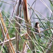 Australian reed warbler. First New Zealand record. St Anne's Lagoon, Cheviot, November 2004. Image &copy; Nicholas Allen by Nicholas Allen nick_allen@xtra.co.nz