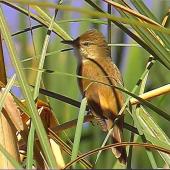 Australian reed warbler. Adult male (first New Zealand occurrence). St Anne's Lagoon, Cheviot, November 2004. Image &copy; Alan Shaw by Alan Shaw
