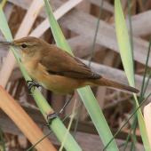 Australian reed warbler. Adult perched on reeds. Perth, April 2014. Image &copy; Duncan Watson by Duncan Watson