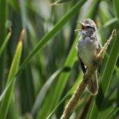 Australian reed warbler. Adult singing. Linear Park, St Peters, South Australia, January 2014. Image &copy; Craig Greer by Craig Greer http://craiggreer.com