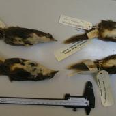 Chatham Island fernbird. Museum specimens at Tring. Mangere Island, Chatham Islands. Image &copy; Alan Tennyson & the Natural History Museum by Alan Tennyson