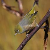 Silvereye | Tauhou. Adult. Red Tarn, Mt Cook National Park, March 2023. Image &copy; Glenn Pure by Glenn Pure