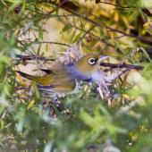 Silvereye | Tauhou. Adult sitting on nest containing three chicks. Sandy Bay, Whangarei, November 2011. Image &copy; Malcolm Pullman by Malcolm Pullman aqualine@igrin.co.nz