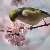 Silvereye | Tauhou. Adult taking nectar. Mission Heights, Auckland, August 2014. Image &copy; Marie-Louise Myburgh by Marie-Louise Myburgh