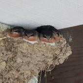 Welcome swallow. Four fully-grown chicks in nest. Inverurie, Invercargill, January 2019. Image &copy; Philippa Simmons by Philippa Simmons