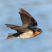 Welcome swallow | Warou. Adult in flight. Whakapuaka ponds, Nelson, June 2016. Image &copy; Rob Lynch by Rob Lynch www.roblynchphoto.smugmug.com