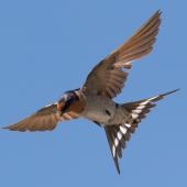 Welcome swallow | Warou. Adult in flight. Tasman district, November 2018. Image &copy; Rob Lynch by Rob Lynch www.roblynchphoto.smugmug.com