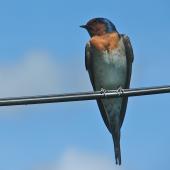 Welcome swallow. Front view showing folded tail streamers. Lower Hutt, December 2011. Image &copy; John Flux by John Flux