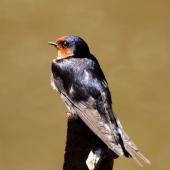 Welcome swallow | Warou. Adult female. Tiritiri Matangi Island, November 2008. Image &copy; Peter Reese by Peter Reese